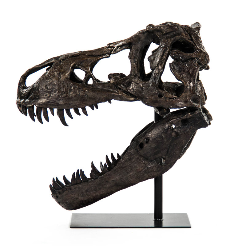 Crâne de dinosaure avec base