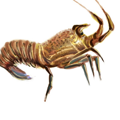Homard illustré II