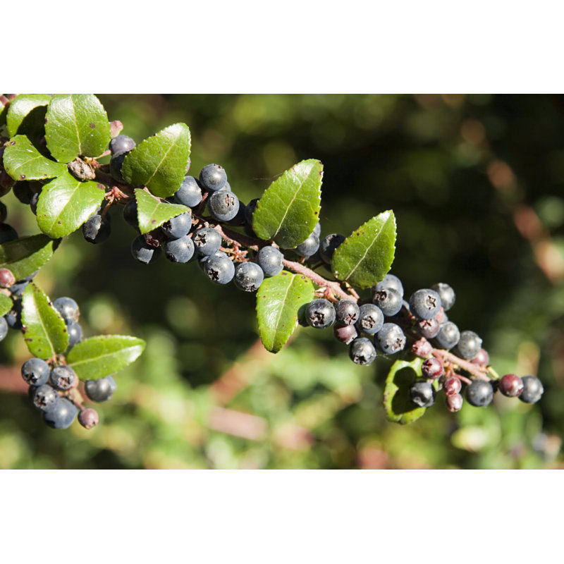 Huckleberries par Step2626, H 8 po x l 12 po