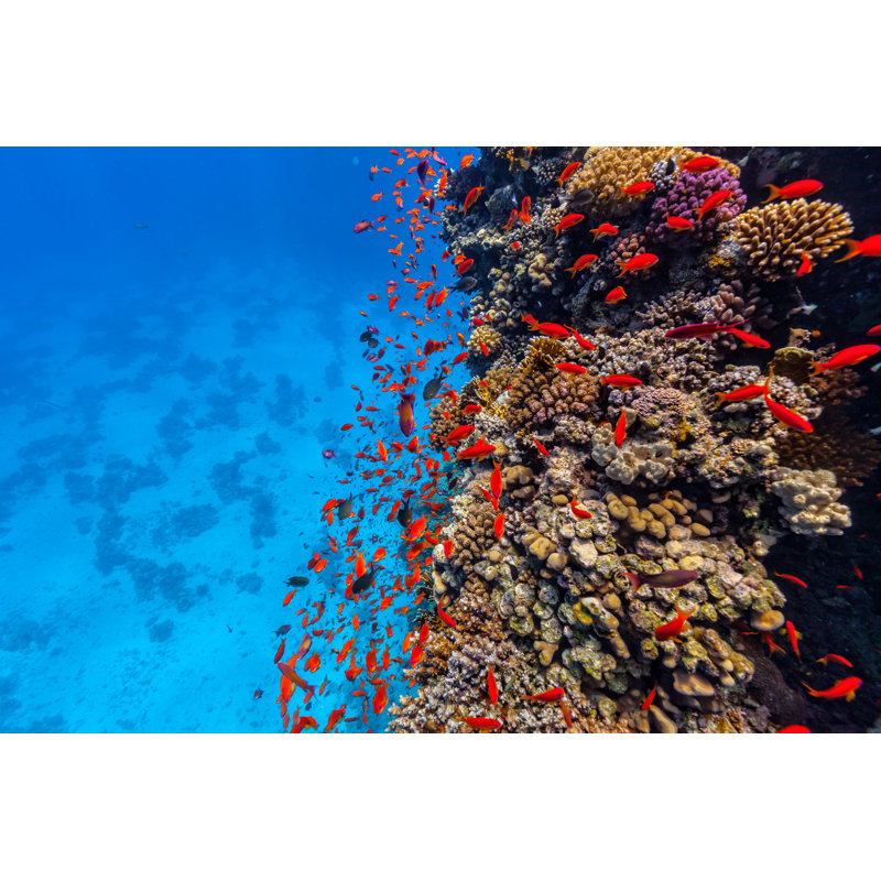 Coral Reef And Tropical Fish by Jag_cz - Wrapped Canvas Print, 81cm H x 122cm W