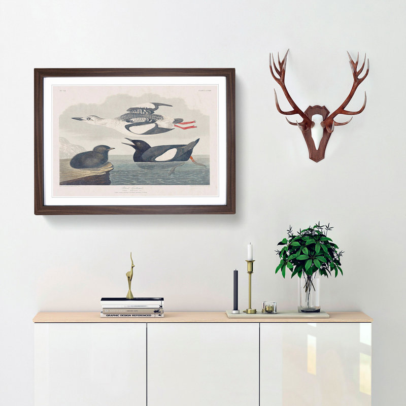 Black Guillemot Bird by John James Audubon - Picture Frame Art Print, Walnut Framed, 48cm H x 65cm W x 2cm D