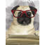 Geek Carlin, reproduction sur toile