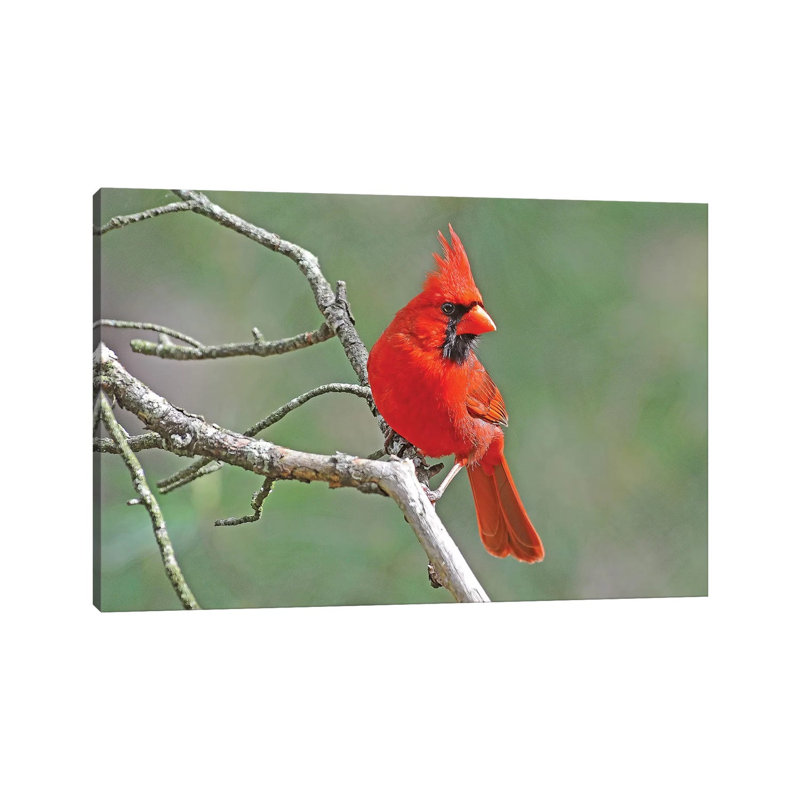 Handsome Cardinal by Brian Wolf - Wrapped Canvas Print, 20.32cm H x 30.48cm W x 1.91cm D