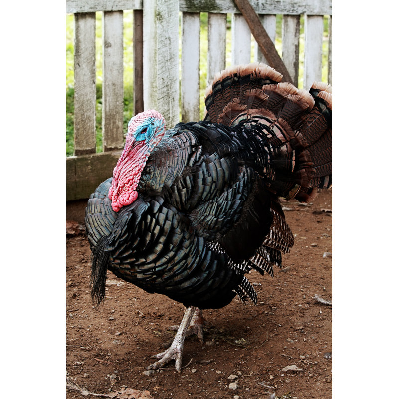 Live Turkey In Pin by StephanieFrey - Wrapped Canvas Print, 91cm H x 61cm W