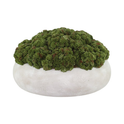 Sedum Arranged in a Stone Planter
