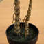 24 po Faux Dracaena plante en pot