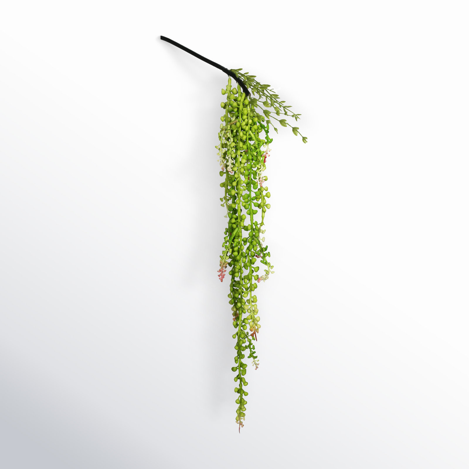 26" String of Pearls Plant