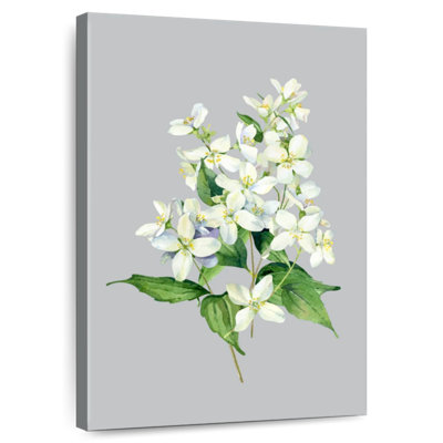 Fleurs de jasmin Harnek