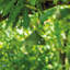Amelie Hanging-1424810029