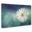 White Daisy Vol.2 - Wrapped Canvas-64082219