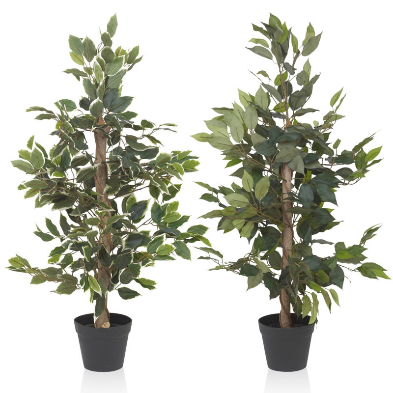 95cm Ficus Tree in Pot