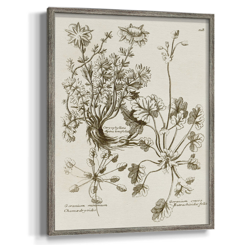 «Sepia Botanical Journal», reproduction encadrée en bois massif, H 30 po x l 24 po