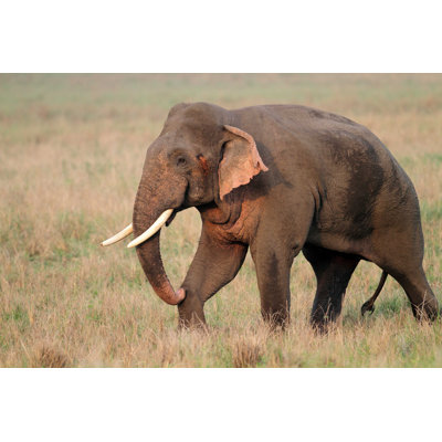 " Large Asian Elephant " by Mogenstrolle