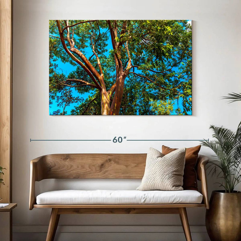 Alvord Rainbow Eucalyptus, 32" H x 48" W