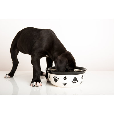 Great Dane Puppy Eating by Christopherbernard