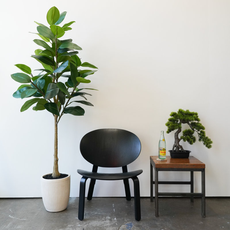 6ft Artificial Rubber Tree