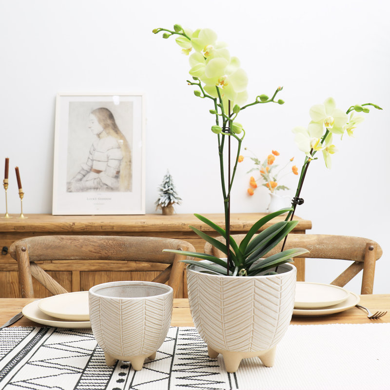 Ensemble de 2 pots à fleurs en céramique Tierney