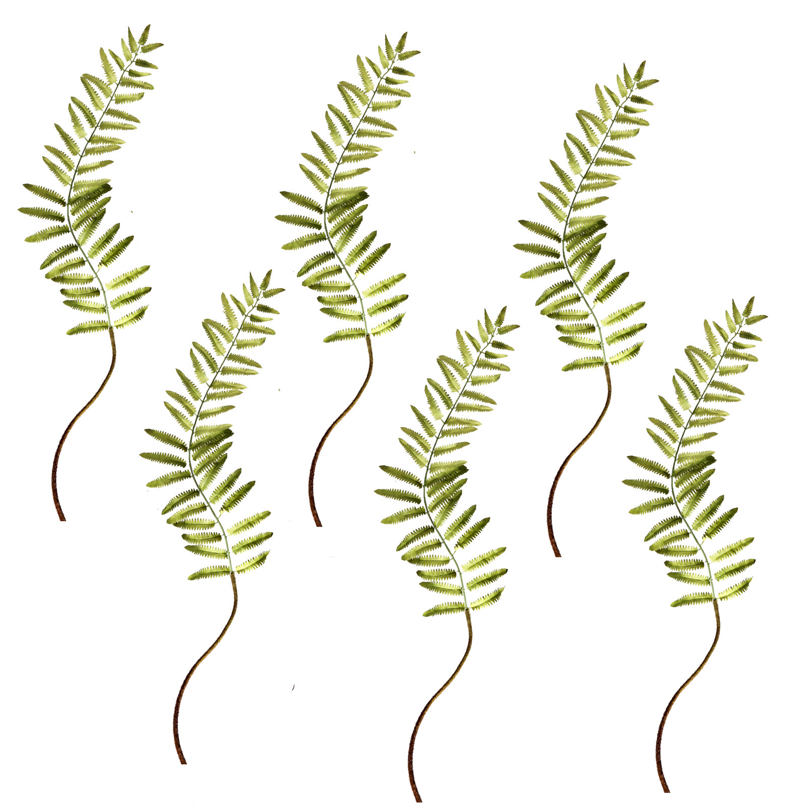 Fern Floral Stems