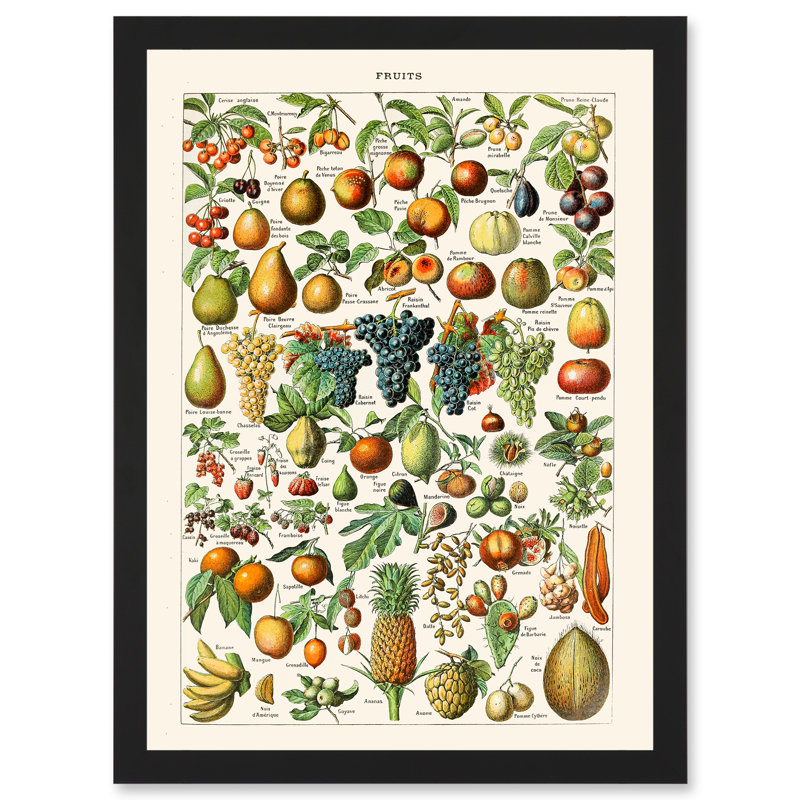 Millot Encyclopedia Vintage Fruit Grape Pineapple Nature - Single Picture Frame Print