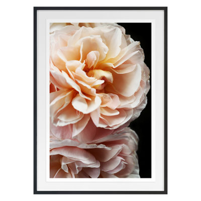 Floribunda II Print by Alicia Bock