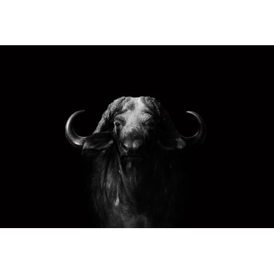 Cotter Buffalo 1 Piece Wrapped Canvas Wall Art