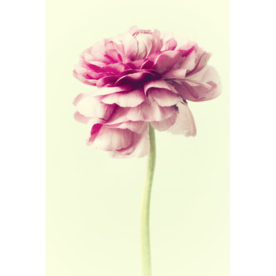 Lush Botanical I by Judy Stalus - Painting