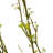 Mountain Prunus Arrangement