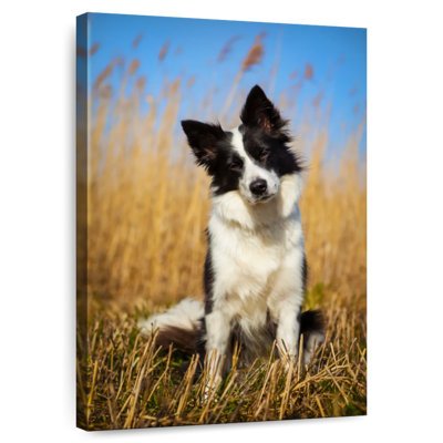 Border collie curieux