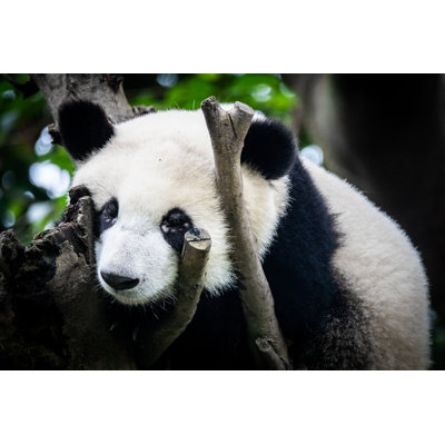 Giant Panda Sleeping - Wrapped Canvas Print