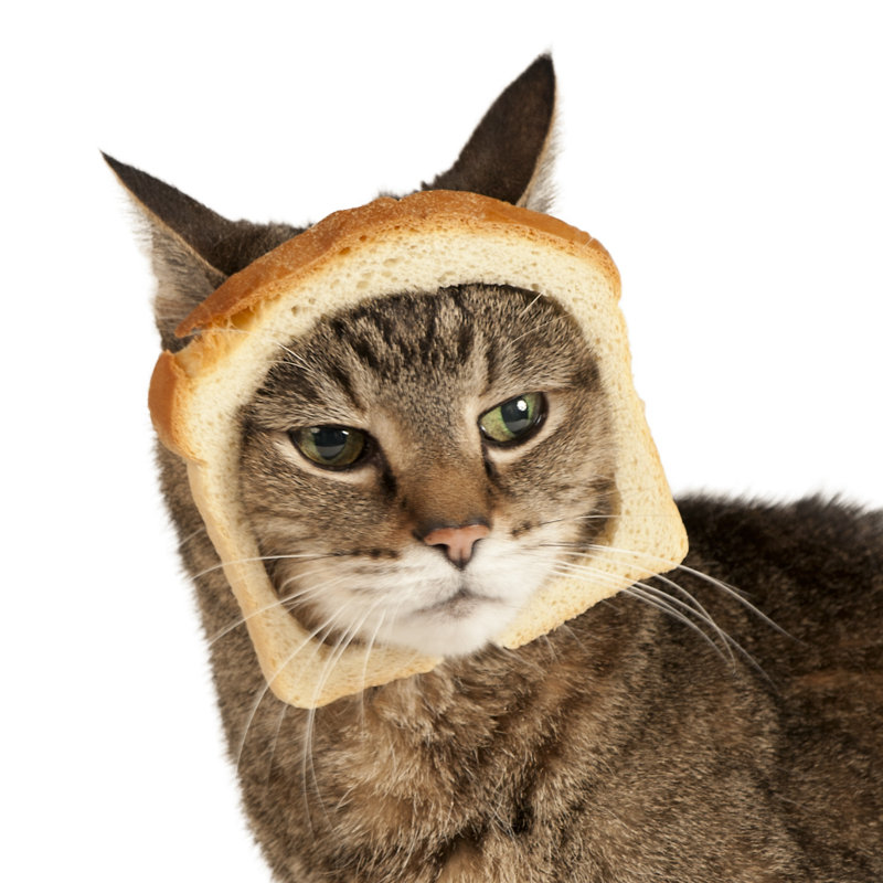 Breaded Cat by Westhoff, 30" H x 30" W