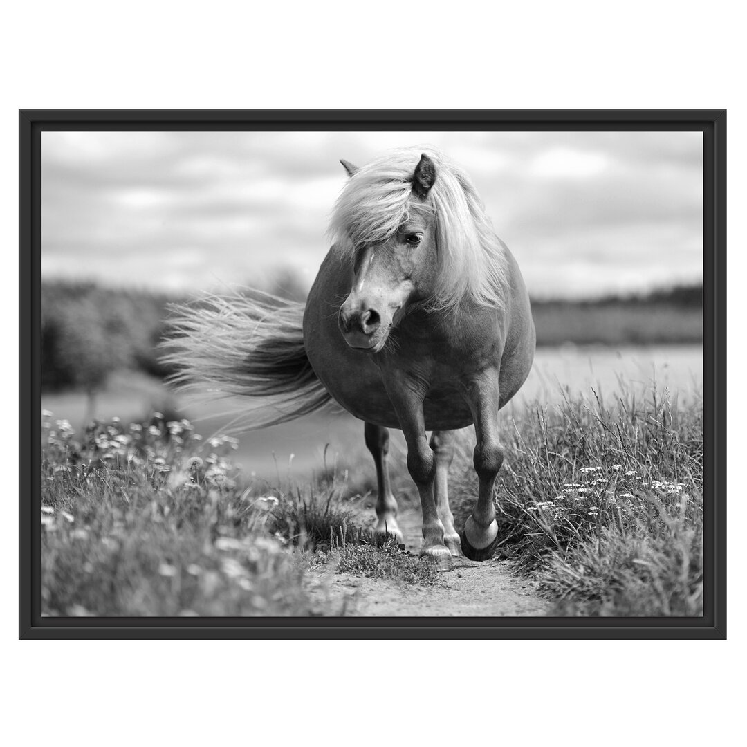 Gerahmtes Wandbild Shetlandpony auf der Wiese