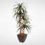 Faux Yucca Tree in Metal Pot