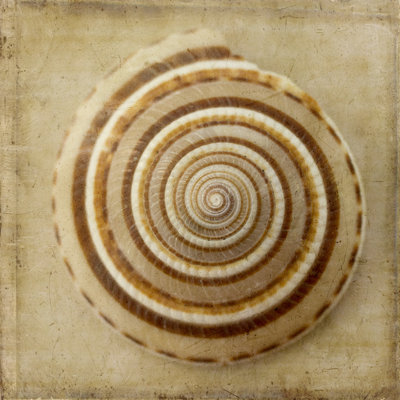 Sépia coquille V