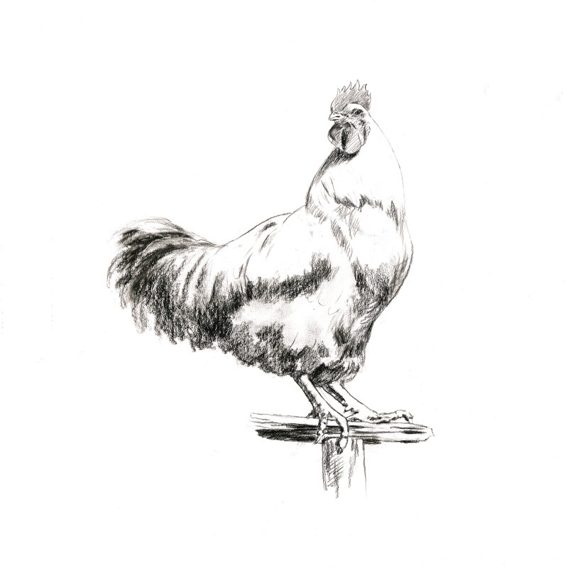 Rooster - Wrapped Canvas Print, 30cm H x 30cm W x 3.8cm D