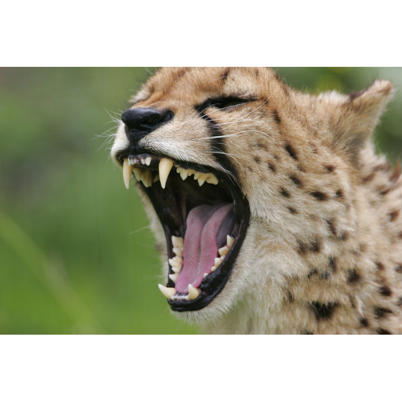 Cheetah - Wrapped Canvas Print, 20cm H x 30cm W x 3.8cm D
