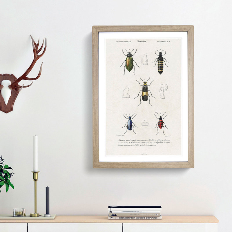Beetle Illustrations PL.8 by Charles D'Orbigny - Single Picture Frame Print, 45cm H x 33cm W x 2cm D, Oak Framed