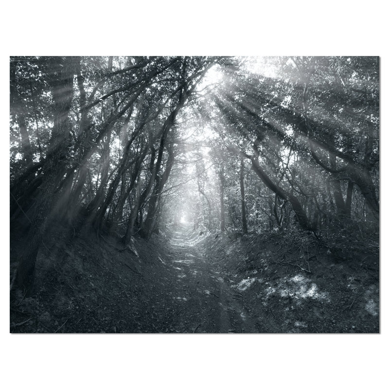 « sun rayons through the gray trees », reproduction de photo sur toile tendue, H 30 po x l 40 po x P 1 po