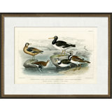 European Oyster Catcher Painting