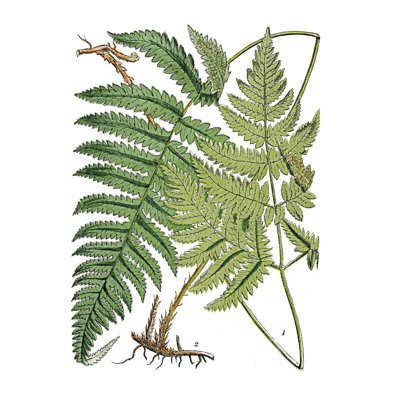 " Fern "