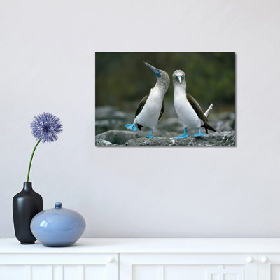Blue-Footed Booby Pair Performing Courtship Dance, Punta Cevallos, Espanola Island, Galapagos Islands, Ecuador by Tui De Roy - Wrapped Canvas Print