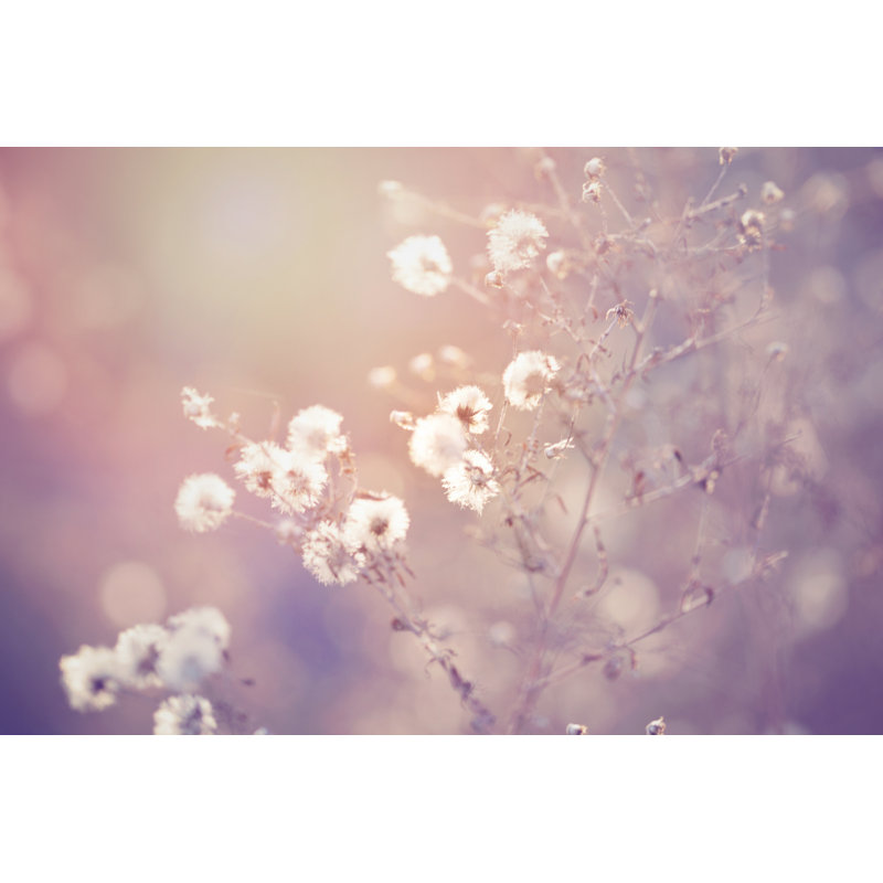 Winter Field Flower by Vitapix - Wrapped Canvas Print, 20cm H x 30cm W x 3.8cm D