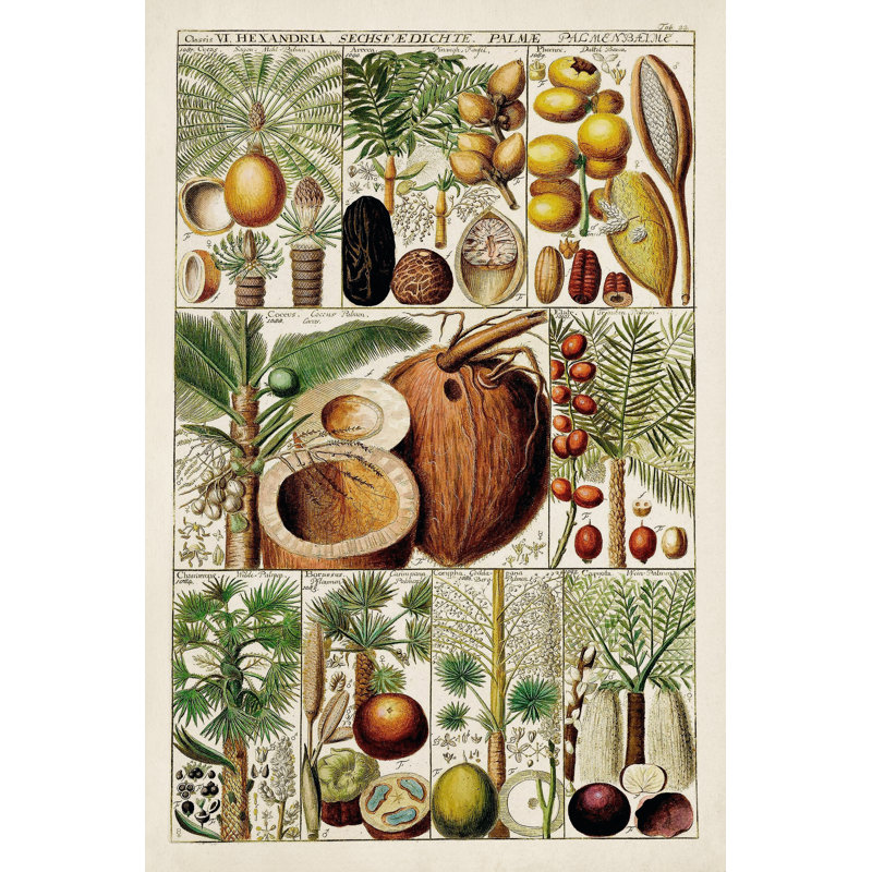 Palmier, H 30 po x l 20 po