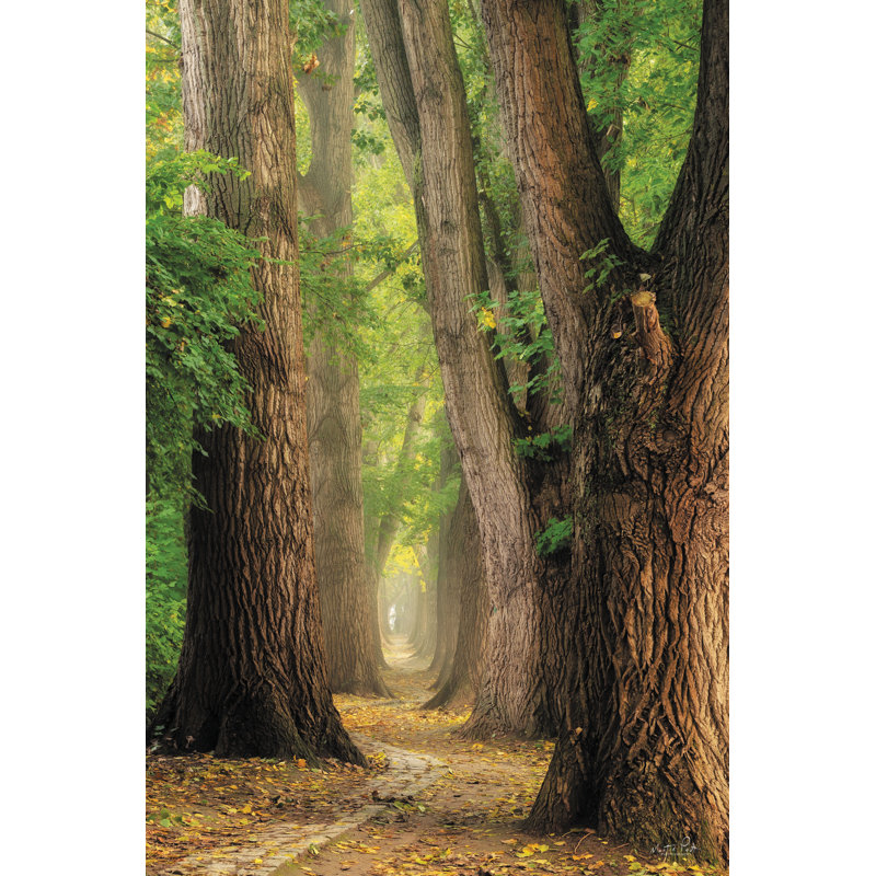 «See The Forest» par Martin Podt, H 12 po x l 8 po