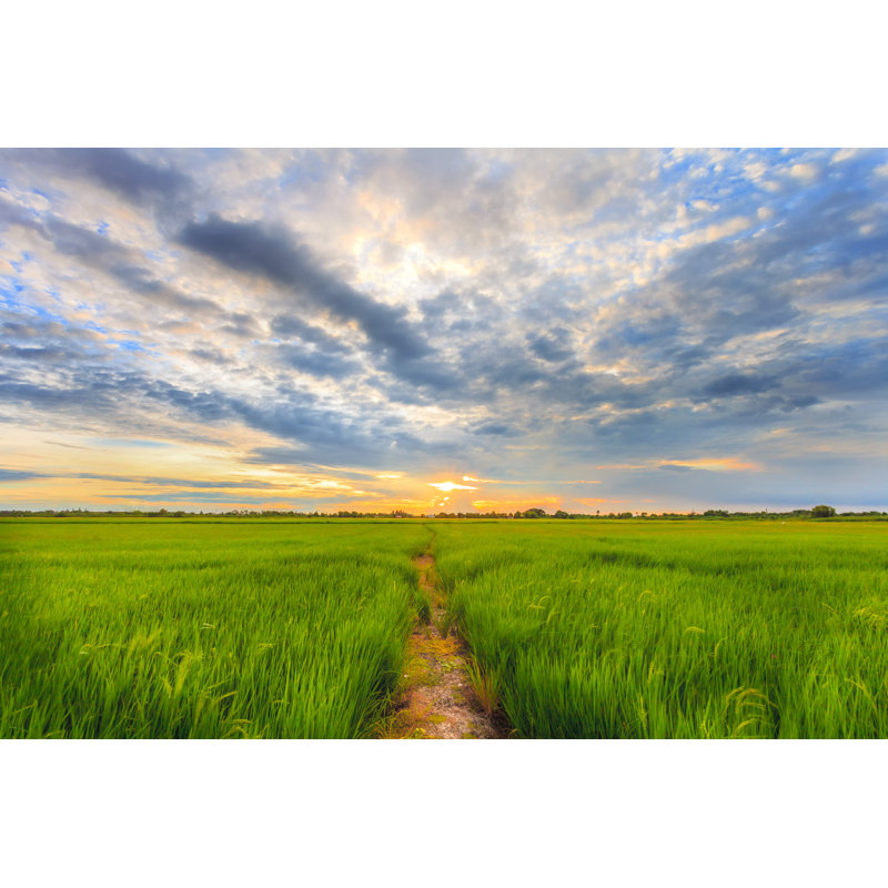 Leelah Sunset On Rice Field - Wrapped Canvas Print, 30cm H x 46cm W x 3.8cm D