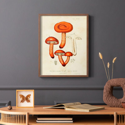 Mushroom Varieties IV Framed Print - Solid Wood