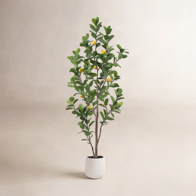 Adcock Lemon Tree in Pot