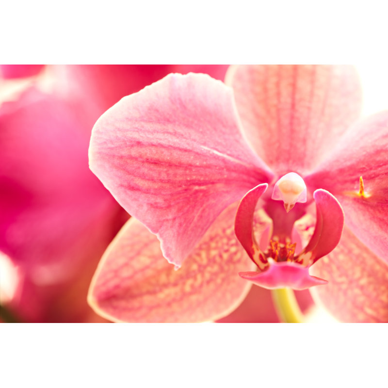 Orchidée rose, photo prise par Nosystem Images, H 32 po x l 48 po