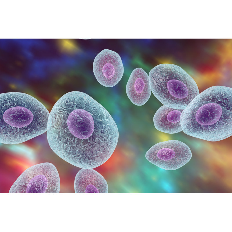 Latongia Pneumocystis Jirovecii, Opportunistic Fungus - Wrapped Canvas Print, 30cm H x 46cm W x 3.8cm D
