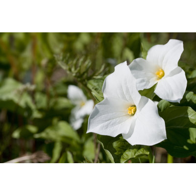 " White Trillium " by Hbak