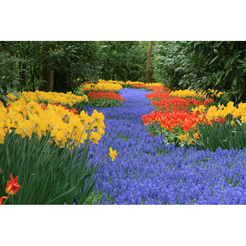 Keukenhof Gardens by JurgaR - Wrapped Canvas Print, 30cm H x 46cm W x 3.8cm D